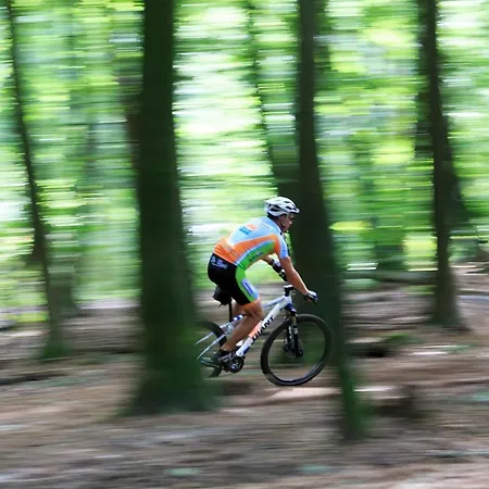 Op De Veluwe # Berk