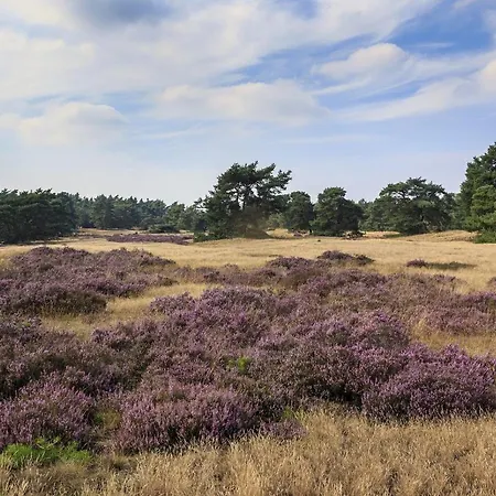 Op De Veluwe # Berk Chalet *