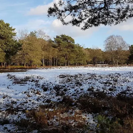 Op De Veluwe # Berk