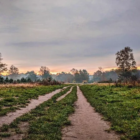 Op De Veluwe # Berk *