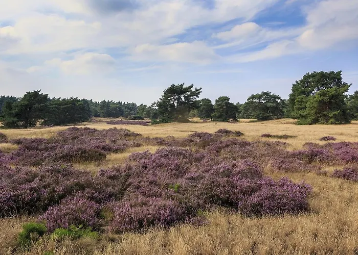 Op De Veluwe # Berk Alpesi faház *