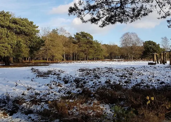Op De Veluwe # Berk