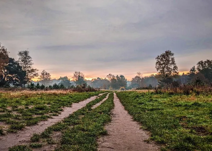 Op De Veluwe # Berk *