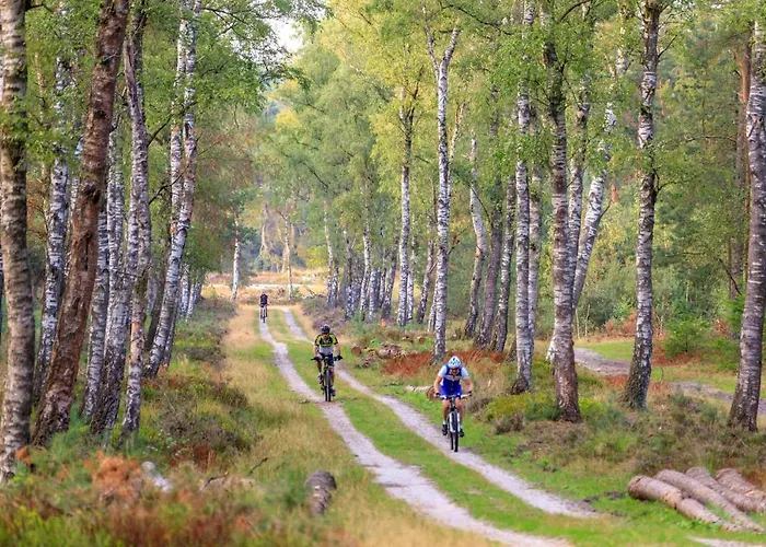 Op De Veluwe # Berk *