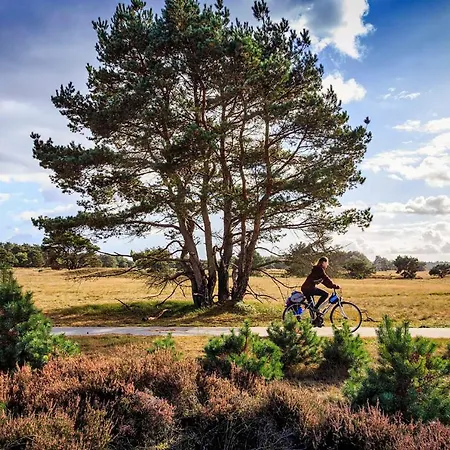 Op De Veluwe # Berk *