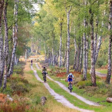 Op De Veluwe # Berk *