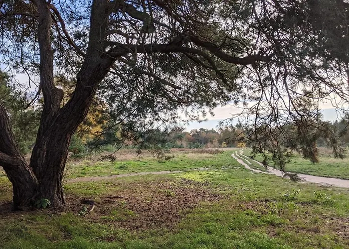 Шале Op De Veluwe # Berk